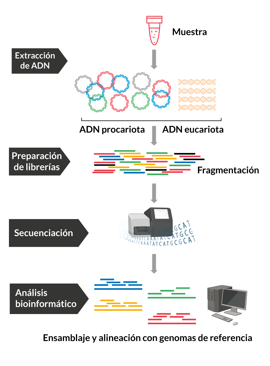 Metagenómica shotgun<br />
